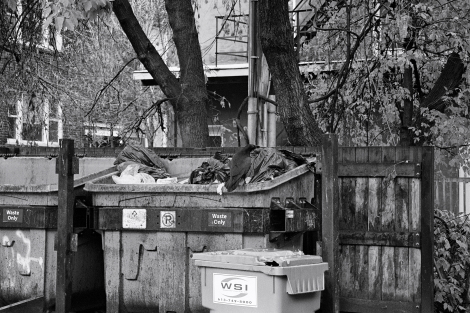 Raven standing at the edge of a dumpster looking for something tasty.