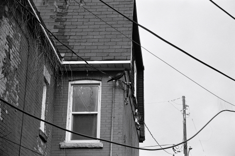 Raven perched on an apartment.