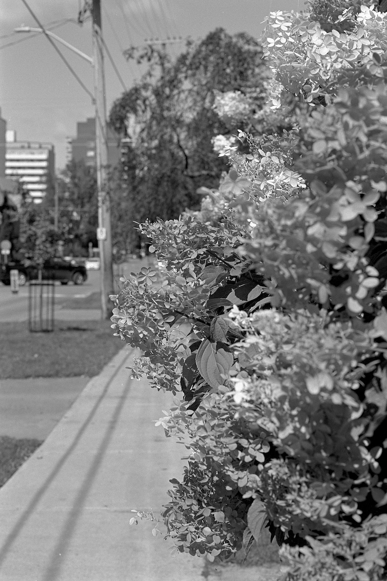 Photo of hydrangeas growing in a yard, looking down a sidewalk. Click for full size.
