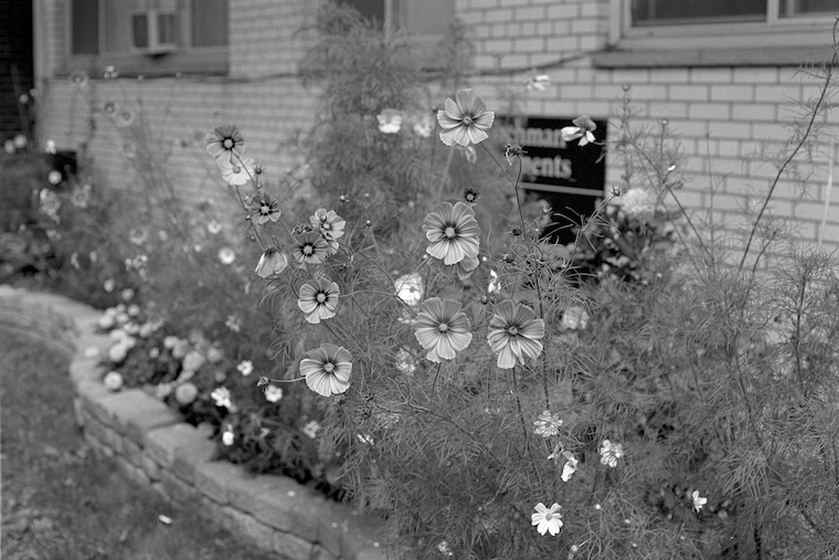 Photo of cosmos in the front of an apartment building. Click for full size.